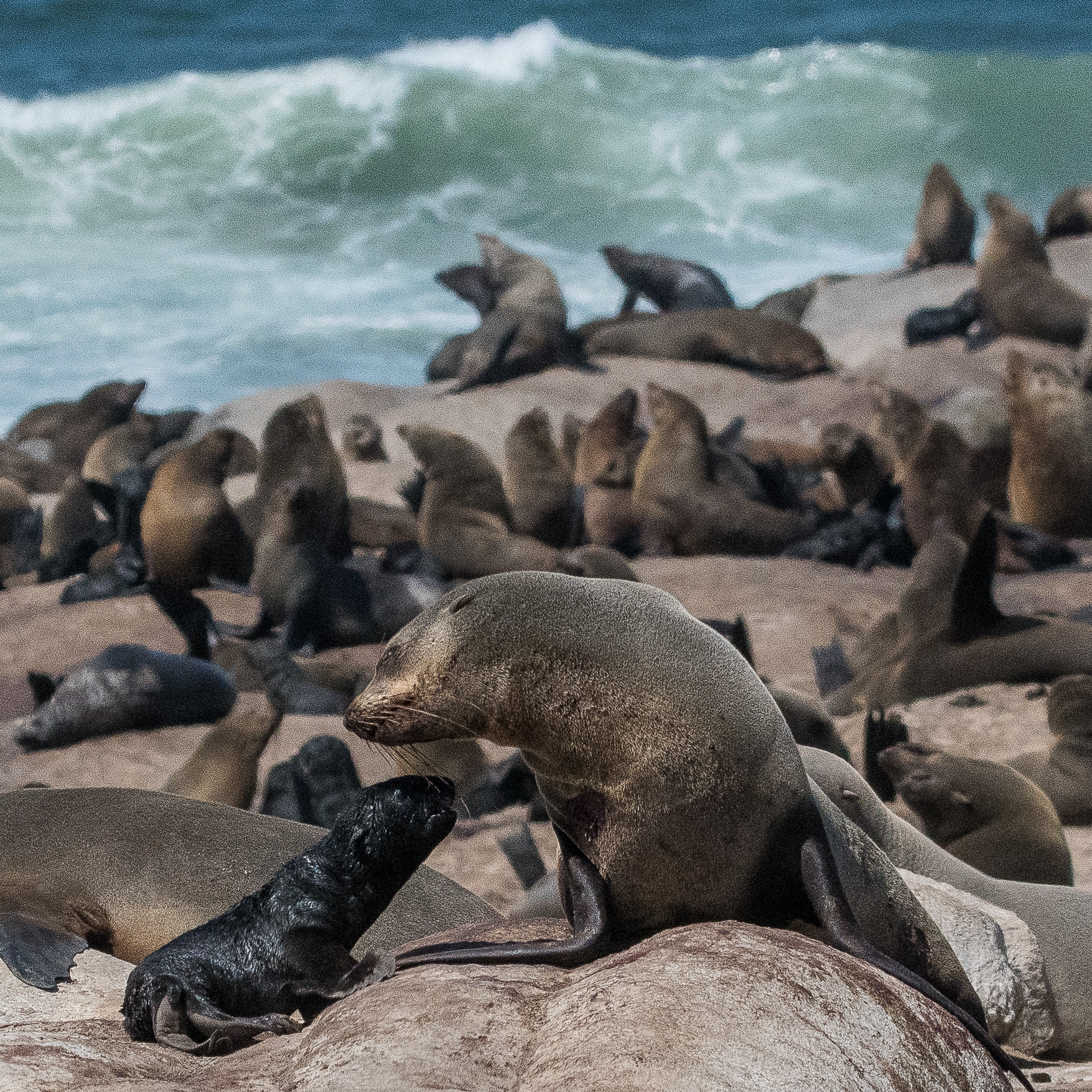Otaries à fourrure du sud (South African Fur Seal, Arctocephalus pusillus), interaction d'une mère et de son petit, Möve bay, Parc National de la côte des squelettes, Namibie.